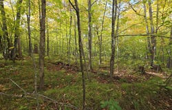 Woodcrest Drive lot: 30, Cable, WI 54821