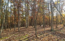 ACORN Lane, ROMNEY, WV 26757