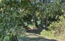 240 River Mist Drive, Pangburn, AR 72121-0240