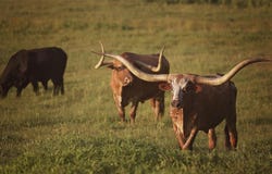 Fm 316 N, Eustace, TX 75124