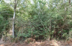 795 County Road 580, Call, TX 75933