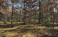 Parcel 7 County Line Road, Free Soil, MI 49411