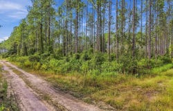 DOC SMITH Road, BRONSON, FL 32621