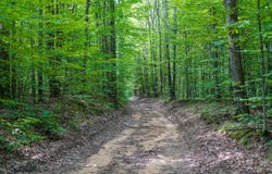 1180 E Trail SE, Kalkaska, MI 49646