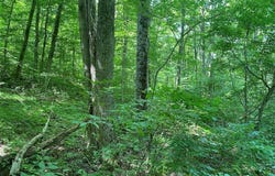 State Route 244, Belmont, NY 14813