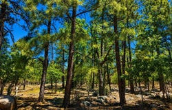 Lakeside, AZ 85929