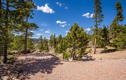 132 Dogrib Ct, Red Feather Lakes, CO 80545
