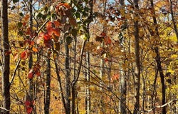Ridges lot: 37M, Hayesville, NC 28904