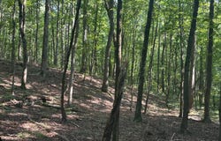 Clark Lane, Buchanan, TN 38222