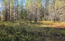 Timberline Heights, Parcel 6, Weippe, ID 83553
