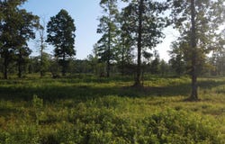Tract 08 TBD Whittington Homestead, Story, AR 71970-9999