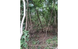 Dogwood Drive, Murchison, TX 75778