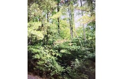 0 Hwy 8, Lena, LA 71447