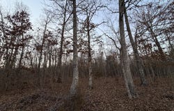 County Road 204, Alton, MO 65606