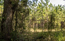 185TH RD., Live Oak, FL 32060