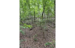 Oak Thicket Lane, Galena, MO 65656