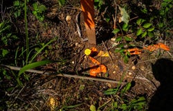 Burntfields Rd, Fulton, MS 38843