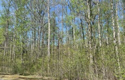 35 Torpedo Ct (Lot 119), Cedar Grove, TN 38321
