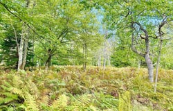 Chickadee Drive lot: 9, Davis, WV 26260-0000