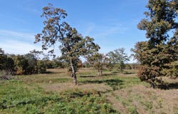 TBD 330 Rd, Big Cabin, OK 74332