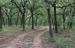 1309 County Road 1895, Sunset, TX 76270