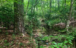 TOMMY MCGOUGH Rd, Carbon Hill, AL 35549