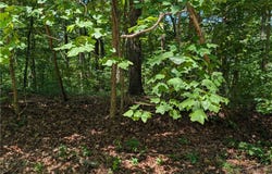 153 Nottingham Drive, Westminster, SC 29693