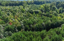 4905 Springfield Road, Meherrin, VA 23954