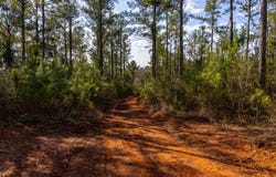 County Road 646, Coffee Springs, AL 36318