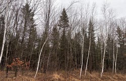 ON Sheep Camp Road, Ladysmith, WI 54848