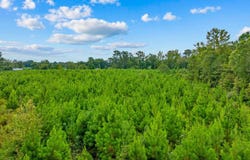 Carter Rd., Loris, SC 29569