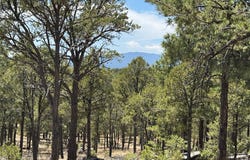 Dancing Hawk Drive lot: 20, Pecos, NM 87552