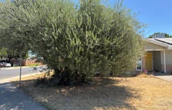 1192 Ashland Drive, Lemoore, CA 93245