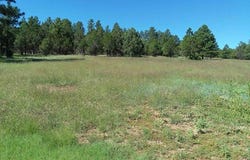 344 FOREST Rd, Pecos, NM 87552