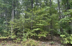 L23-1 Buzzell Hill Road, Hope, ME 04847