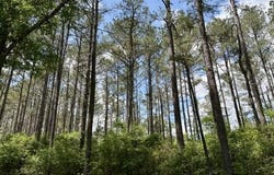 Old State Line Road, Tylertown, MS 39667