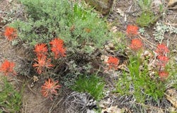 Peninsula Drive, Placerville, CO 81430