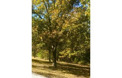 Ance Acres Lane, Reeds Spring, MO 65737