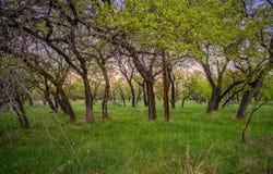 Firewheel lot: 18, Graford, TX 76449