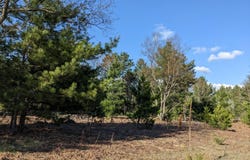 Bergstrom Drive, Kaleva, MI 49645