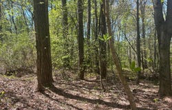 99 COUNTY ROAD 53, Double Springs, AL 35553