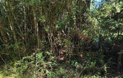 Berwick St., Vidor, TX 77662