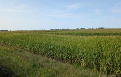 61203 150th St, Chokio, MN 56221
