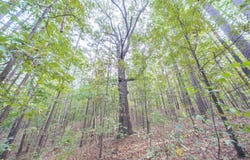 State Highway 14, West Plains, MO 65775