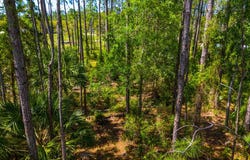 SE 330th St, Old Town, FL 32055