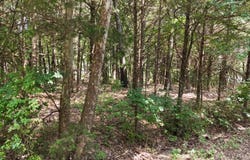S Rosewood Street, Shell Knob, MO 65747