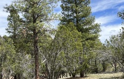 6090 N Cliff Rose, Williams, AZ 86046