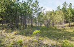 3 Crosscut Way, Davis, WV 26260