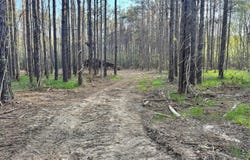 County Road 493, Paris, MS 38949