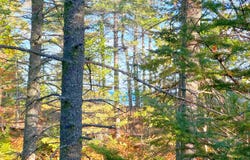 THIRD CREEK SUBDIVISION lot: 7, Paradise, MI 49768